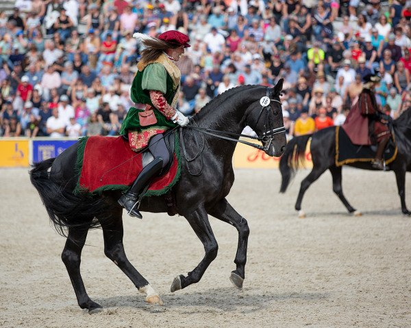 stallion Durello (Mecklenburg, 2013, from Destano)