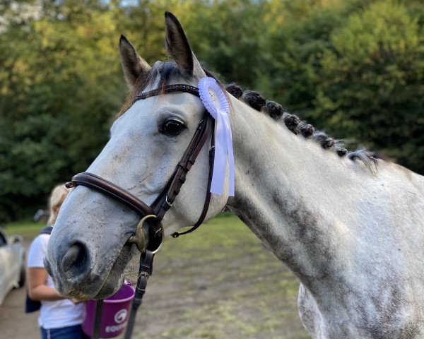 jumper Bruno 238 (Hanoverian, 2014, from Bonaparte N AA)