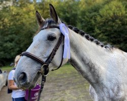 jumper Bruno 238 (Hanoverian, 2014, from Bonaparte N AA)