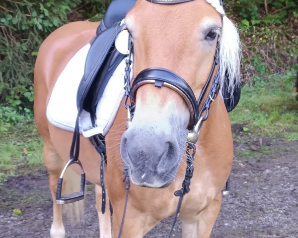 horse Angel`s Amy v. Liz.Wales (Haflinger, 2019, from Wales)