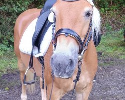 Pferd Angel`s Amy v. Liz.Wales (Haflinger, 2019, von Wales)