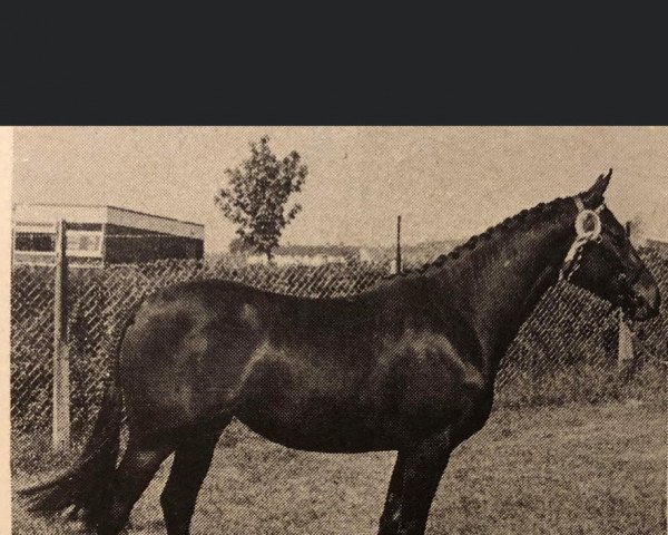 Pferd Horsehill Double Time (British Riding Pony, 1975, von Diplopia xx)