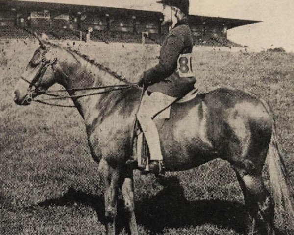 horse Snailwell Charles (British Riding Pony, 1964, from Bwlch Valentino)