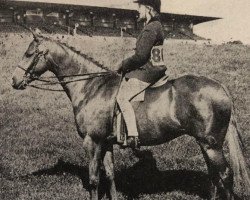 Pferd Snailwell Charles (British Riding Pony, 1964, von Bwlch Valentino)