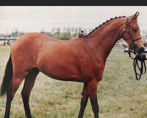 Pferd Rosslyn Bright Smile (British Riding Pony, 1997, von Oakley Roaming Free)