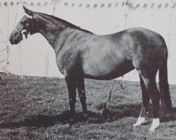 Zuchtstute Arden Firefly (British Riding Pony, 1960, von Ardencaple xx)