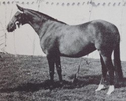 broodmare Arden Firefly (British Riding Pony, 1960, from Ardencaple xx)