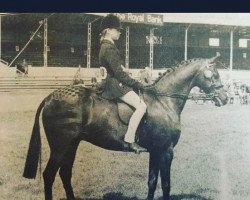 horse Keston Poldark (British Riding Pony, 1976, from Wingrove Minkino)