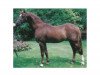 Deckhengst Fairley Tempest (Welsh Partbred, 1986, von Fairley Rembrandt)