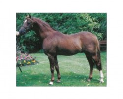 stallion Fairley Tempest (Welsh Partbred, 1986, from Fairley Rembrandt)