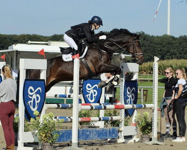 jumper Cardinal G (German Sport Horse, 2013, from Contenaro)