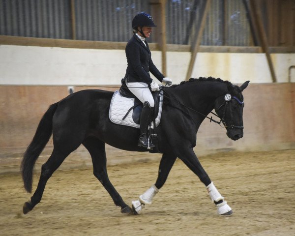 dressage horse Fantastic Moment JH (Rhinelander, 2015, from Fantastic)