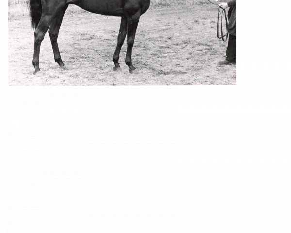 stallion Schwarzkünstler xx (Thoroughbred, 1941, from Alchimist xx)