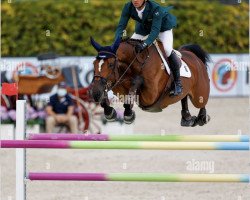 Zuchtstute Like A Diamond van het Schaeck (Belgisches Warmblut, 2011, von Diamant de Semilly)