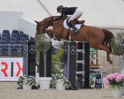 Springpferd Nevado de Toluca (Schwedisches Warmblut, 2014, von Toulouse)