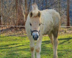 horse Ilko von der Marien-Quelle (Fjord Horse, 2023, from Isko)