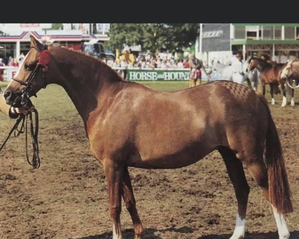 Zuchtstute Whalton Carousel (British Riding Pony, 1980, von Lennel Strolling Minstrel)