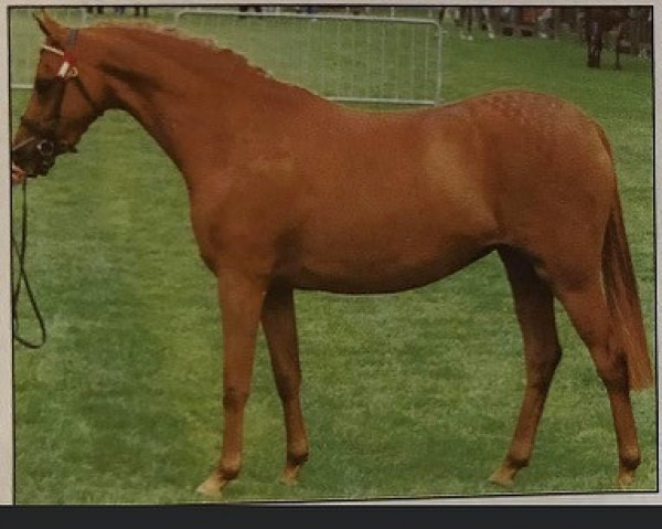 Pferd Spinningdale Araminta (British Riding Pony, 1993, von Strinesdale Matador)