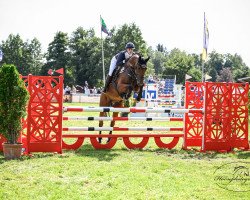 jumper Colderon (Oldenburg show jumper, 2015, from Chaccato)