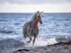 broodmare Annabel (Haflinger, 2010, from Amadeus)