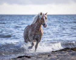 broodmare Annabel (Haflinger, 2010, from Amadeus)