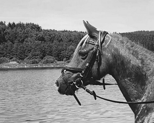 Pferd Mintfield Alice (Welsh Pony (Sek.B), 2001, von Cottrell Royal Consort)
