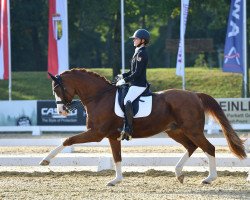 dressage horse Quindici (Hannoveraner, 2008, from Quaterback)