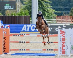 Springpferd Crown Royal (Kanadisches Warmblut, 2011, von Carousel's Bling)