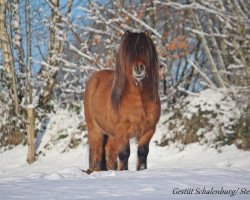 Deckhengst After Eight (Shetland Pony, 2016, von Amadeus von Dalberg)