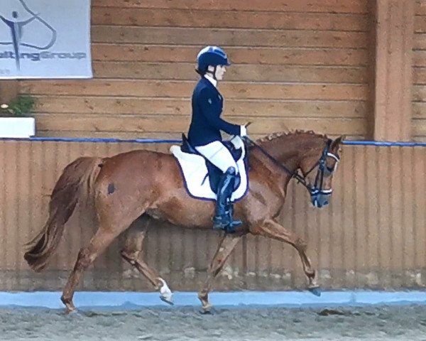 broodmare Melitta 13 (German Riding Pony, 2019, from Dallmayr K)