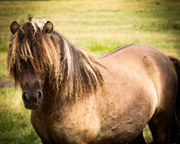 Pferd Trappelfööts Smiling Hope (Dt.Part-bred Shetland Pony, 2021, von After Eight)
