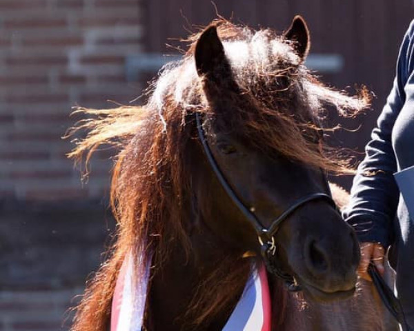 broodmare Trappelfööt´s Stjarna (Shetland Pony, 2014, from Aron)