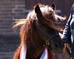 Zuchtstute Trappelfööt´s Stjarna (Shetland Pony, 2014, von Aron)