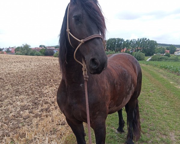 Pferd W. Tialda (Friese, 2015, von Douwe Yn 'e Bocht)