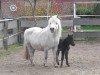 broodmare Starlight von der Ostsee (Shetland Pony, 2006, from Gordan of Baltic Sea)