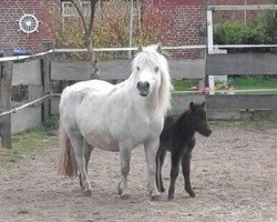 broodmare Starlight von der Ostsee (Shetland Pony, 2006, from Gordan of Baltic Sea)