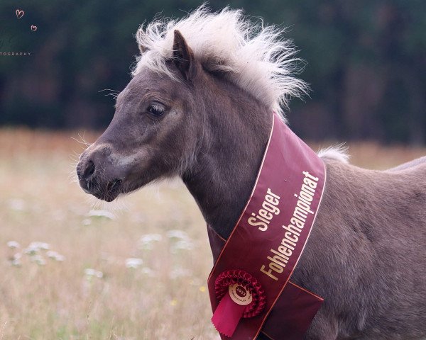 Pferd Coolstep Loriot (Dt.Part-bred Shetland Pony, 2023, von BuPr Coolstep Lloyd)