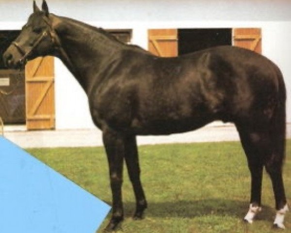 stallion Iron Duke xx (Thoroughbred, 1973, from Sicambre xx)