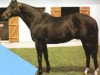 stallion Iron Duke xx (Thoroughbred, 1973, from Sicambre xx)