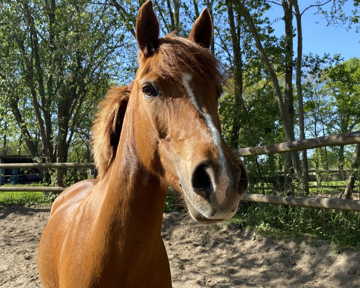 Dressurpferd Cinderella 740 (Deutsches Reitpony, 2013, von Heidbergs Nancho Nova)