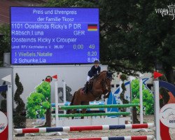 jumper Pumuckl (German Riding Pony, 2002, from Oosteinds Ricky)