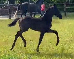 dressage horse Eichengrunds San Marino (Westphalian, 2023, from St. Emilion)