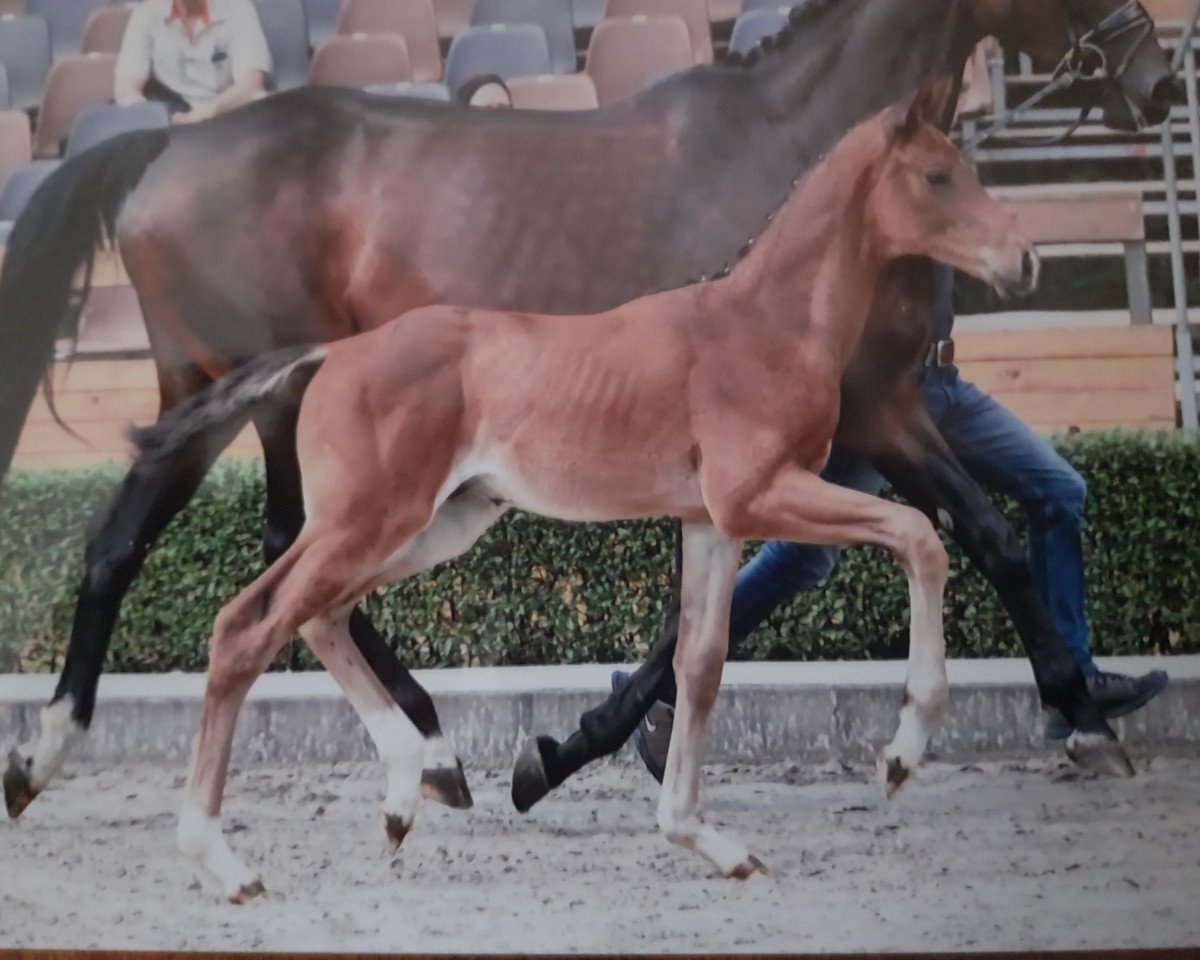 dressage horse Eichengrunds Take it easy (Hanoverian, 2023, from Take That 8)