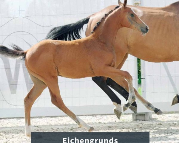 Springpferd Eichengrunds Kassandra (Westfale, 2023, von Kataro)