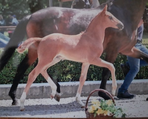 dressage horse Eichengrunds Beauvais (Westphalian, 2023, from Borsalino)