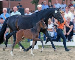 dressage horse Eichengrunds Burani (Westphalian, 2023, from Borsalino)