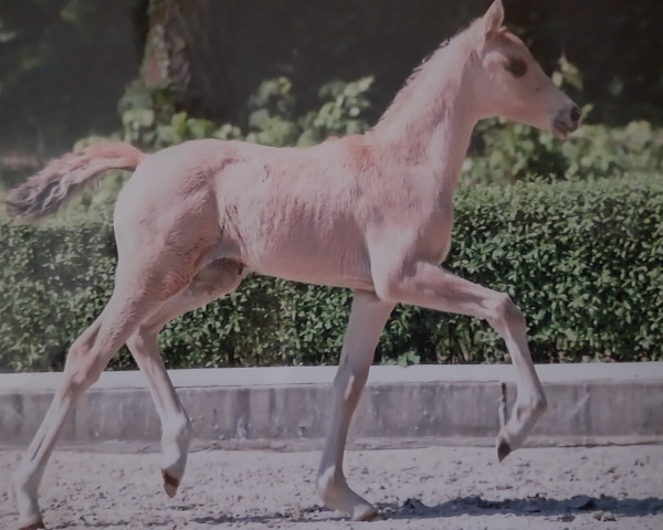 dressage horse Eichengrunds vespri sicilliani (Westphalian, 2023, from Va' Pensiero)