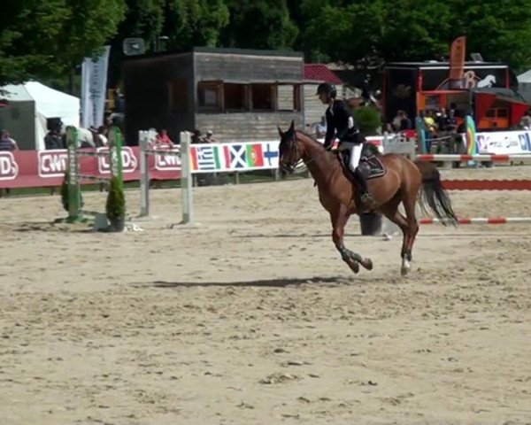 stallion Styx Merze (Selle Français, 2006, from Damiro)