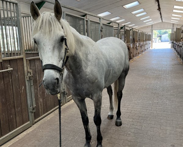 horse Vinnie 6 (Connemara Pony, 2012, from Kenagh King)