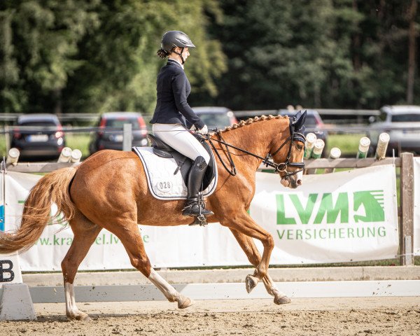 dressage horse Damerlino M (German Warmblood, 2018, from Don Juan M)